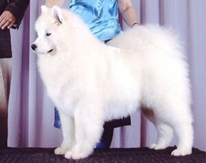 CAN FCC CH NIKITA YOURI GAGARINE